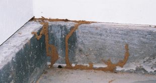 Perbedaan Rayap Tanah dan Rayap Kayu Kering, Serta Cara Efektif Membasminya